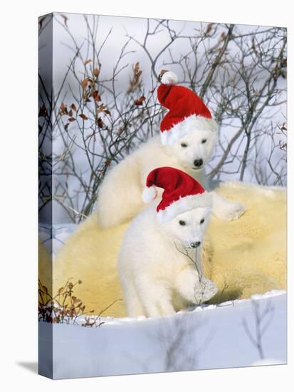 Polar Bear Two Cubs Wearing Christmas Hats-null-Premier Image Canvas