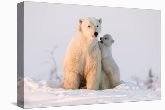 Polar Bear (Ursus Maritimus) and Cub, Wapusk National Park, Churchill, Hudson Bay, Manitoba, Canada-David Jenkins-Premier Image Canvas