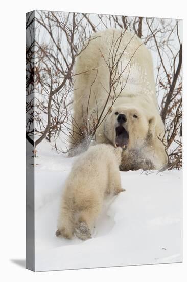 Polar Bear (Ursus Maritimus) and Cub, Wapusk National Park, Churchill, Hudson Bay, Manitoba, Canada-David Jenkins-Premier Image Canvas