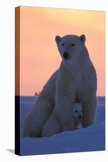 Polar Bear (Ursus Maritimus) and Cub, Wapusk National Park, Churchill, Hudson Bay, Manitoba, Canada-David Jenkins-Premier Image Canvas