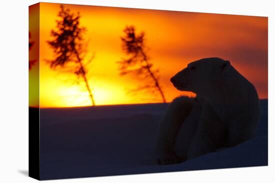 Polar Bear (Ursus Maritimus) and Cub, Wapusk National Park, Churchill, Hudson Bay, Manitoba, Canada-David Jenkins-Premier Image Canvas