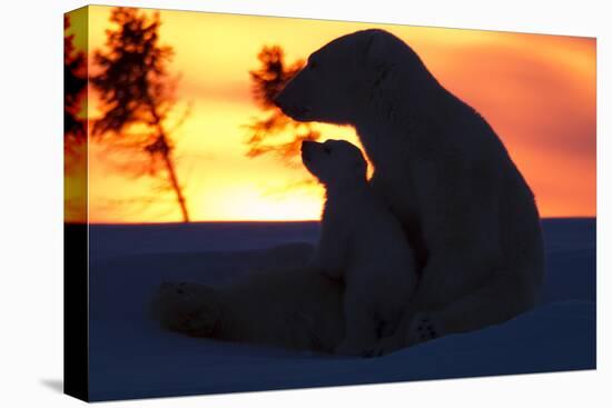 Polar Bear (Ursus Maritimus) and Cub, Wapusk National Park, Churchill, Hudson Bay, Manitoba, Canada-David Jenkins-Premier Image Canvas