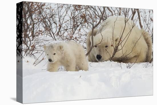 Polar Bear (Ursus Maritimus) and Cub, Wapusk National Park, Churchill, Hudson Bay, Manitoba, Canada-David Jenkins-Premier Image Canvas