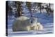 Polar Bear (Ursus Maritimus) and Cubs, Wapusk National Park, Churchill, Hudson Bay, Canada-David Jenkins-Premier Image Canvas