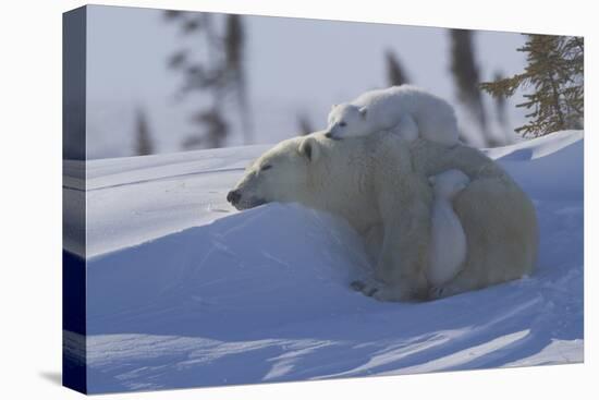 Polar Bear (Ursus Maritimus) and Cubs, Wapusk National Park, Churchill, Hudson Bay, Canada-David Jenkins-Premier Image Canvas