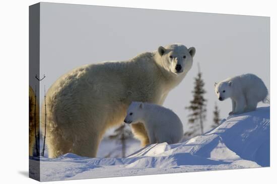 Polar Bear (Ursus Maritimus) and Cubs, Wapusk National Park, Churchill, Hudson Bay, Canada-David Jenkins-Premier Image Canvas