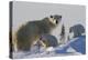 Polar Bear (Ursus Maritimus) and Cubs, Wapusk National Park, Churchill, Hudson Bay, Canada-David Jenkins-Premier Image Canvas