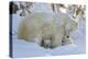 Polar Bear (Ursus Maritimus) and Cubs, Wapusk National Park, Churchill, Hudson Bay, Canada-David Jenkins-Premier Image Canvas