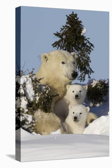 Polar Bear (Ursus Maritimus) and Cubs, Wapusk National Park, Churchill, Hudson Bay, Canada-David Jenkins-Premier Image Canvas