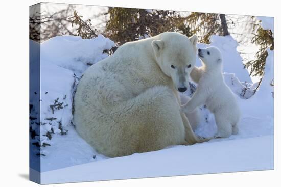 Polar Bear (Ursus Maritimus) and Cubs-David Jenkins-Premier Image Canvas