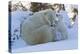 Polar Bear (Ursus Maritimus) and Cubs-David Jenkins-Premier Image Canvas