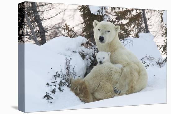 Polar Bear (Ursus Maritimus) and Cubs-David Jenkins-Premier Image Canvas