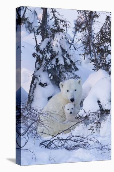 Polar Bear (Ursus Maritimus) and Cubs-David Jenkins-Premier Image Canvas