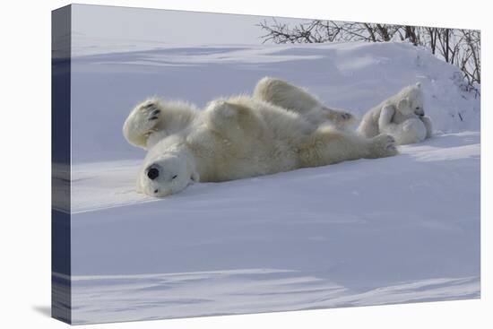 Polar Bear (Ursus Maritimus) and Cubs-David Jenkins-Premier Image Canvas