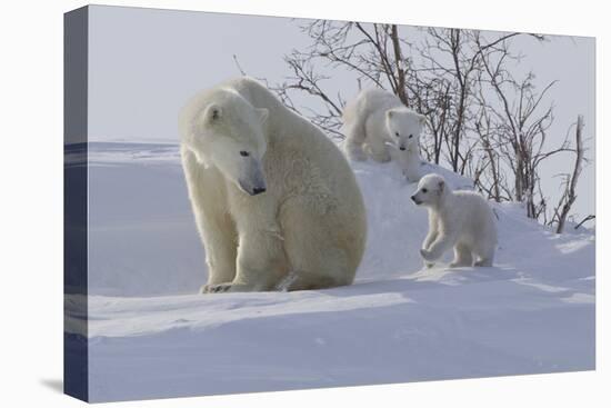 Polar Bear (Ursus Maritimus) and Cubs-David Jenkins-Premier Image Canvas