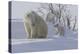 Polar Bear (Ursus Maritimus) and Cubs-David Jenkins-Premier Image Canvas