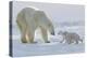 Polar Bear (Ursus Maritimus) and Cubs-David Jenkins-Premier Image Canvas