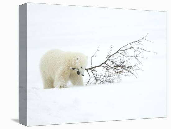 Polar Bear (Ursus Maritimus) Cub Playing with Branch,Churchill, Canada, November-Danny Green-Premier Image Canvas