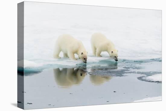 Polar bear (Ursus maritimus) cubs on an ice floe in the fog in Davis Strait-Michael Nolan-Premier Image Canvas