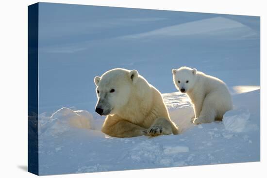 Polar Bear (Ursus Maritimus) Female Coming Out The Den With One Three Month Cub-Eric Baccega-Premier Image Canvas