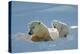 Polar Bear (Ursus Maritimus) Female Coming Out The Den With One Three Month Cub-Eric Baccega-Premier Image Canvas