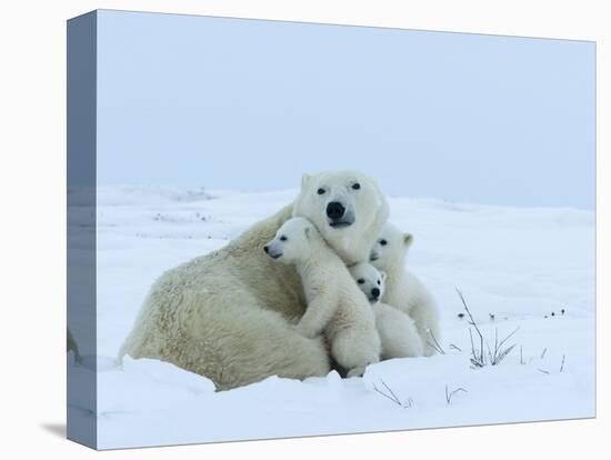 Polar Bear (Ursus Maritimus) Mother with Triplets, Wapusk National Park, Churchill, Manitoba-Thorsten Milse-Premier Image Canvas