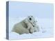 Polar Bear (Ursus Maritimus) Mother with Triplets, Wapusk National Park, Churchill, Manitoba-Thorsten Milse-Premier Image Canvas