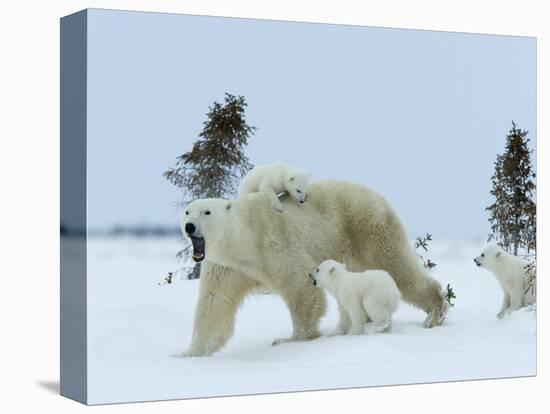 Polar Bear (Ursus Maritimus) Mother with Triplets, Wapusk National Park, Churchill, Manitoba-Thorsten Milse-Premier Image Canvas