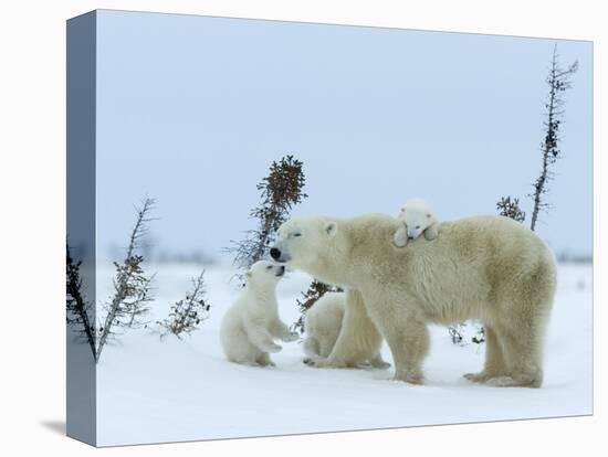 Polar Bear (Ursus Maritimus) Mother with Triplets, Wapusk National Park, Churchill, Manitoba-Thorsten Milse-Premier Image Canvas