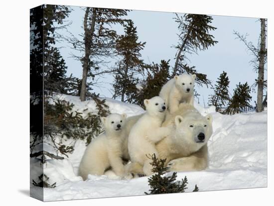 Polar Bear (Ursus Maritimus) Mother with Triplets, Wapusk National Park, Churchill, Manitoba-Thorsten Milse-Premier Image Canvas