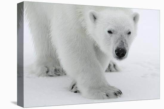 Polar Bear (Ursus Maritimus) Portrait, Svalbard, Norway, July 2008-de la-Premier Image Canvas