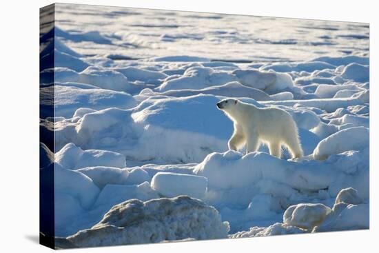 Polar Bear (Ursus Maritimus) Walking between Ice Floes, Svalbard Islands, Norway., 2022 (Photo)-Sisse Brimberg-Premier Image Canvas