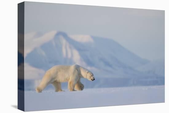 Polar bear (Ursus maritimus) walking in snow, Svalbard, Norway, April-Danny Green-Premier Image Canvas