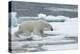 Polar Bear (Ursus Maritimus) Walking over Sea Ice, Moselbukta, Svalbard, Norway, July 2008-de la-Premier Image Canvas