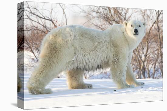 Polar Bear (Ursus Maritimus), Wapusk National Park, Churchill, Hudson Bay, Manitoba, Canada-David Jenkins-Premier Image Canvas