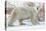 Polar Bear (Ursus Maritimus), Wapusk National Park, Churchill, Hudson Bay, Manitoba, Canada-David Jenkins-Premier Image Canvas