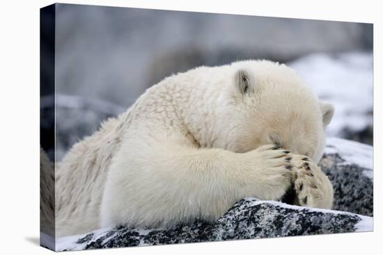 Polar Bear (Ursus Maritimus) with Paws Covering Eyes, Svalbard, Norway, September 2009-Cairns-Premier Image Canvas