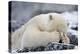 Polar Bear (Ursus Maritimus) with Paws Covering Eyes, Svalbard, Norway, September 2009-Cairns-Premier Image Canvas