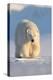 Polar bear walking across ice and snow in evening sun, Svalbard-Danny Green-Premier Image Canvas