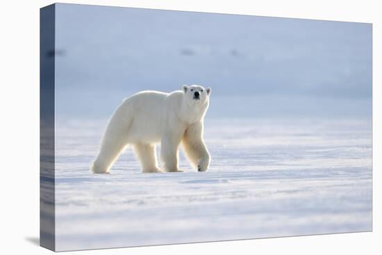 Polar bear walking across ice, Svalbard, Norway-Danny Green-Premier Image Canvas