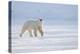 Polar bear walking across ice, Svalbard, Norway-Danny Green-Premier Image Canvas