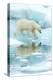 Polar bear walking across sea ice, reflected in water, Norway-Danny Green-Premier Image Canvas
