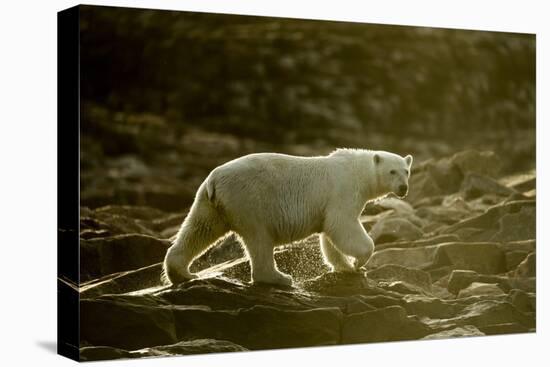 Polar Bear Walking along Hudson Bay, Nunavut, Canada-Paul Souders-Premier Image Canvas