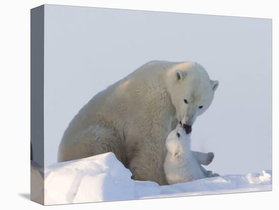 Polar Bear with a Cub, (Ursus Maritimus), Churchill, Manitoba, Canada-Thorsten Milse-Premier Image Canvas