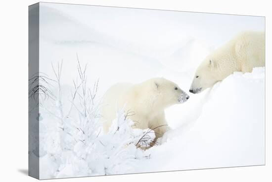 Polar bear with cub in snow, Churchill, Canada-Danny Green-Premier Image Canvas