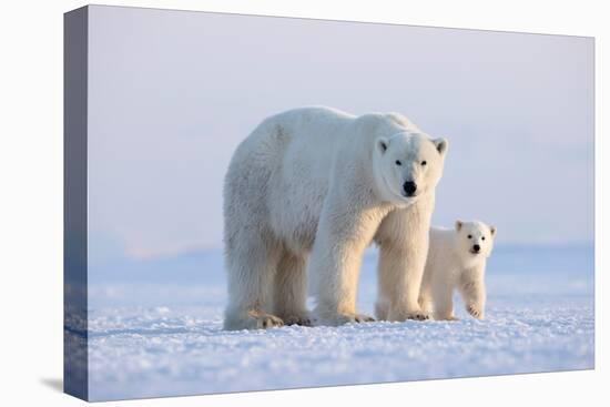 Polar bear with cub standing on ice, Svalbard, Norway-Danny Green-Premier Image Canvas