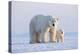 Polar bear with cub standing on ice, Svalbard, Norway-Danny Green-Premier Image Canvas