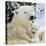 Polar Bear with Cub-null-Premier Image Canvas