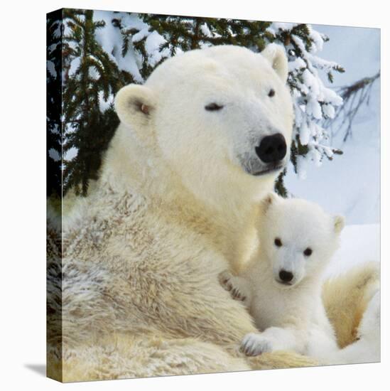 Polar Bear with Cub-null-Premier Image Canvas