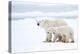 Polar bear with cubs standing in snow, Churchill, Canada-Danny Green-Premier Image Canvas